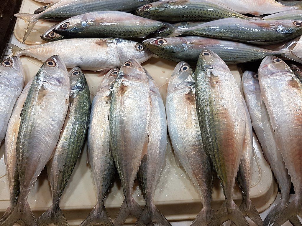 Ikan Air Tawar yang Sehat dan Ramah di Kantong